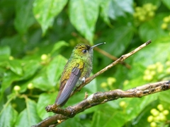 Microchera cupreiceps