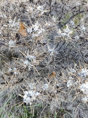 Cylindropuntieae