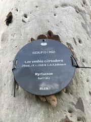 Corymbia citriodora