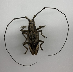 Pelargoderus rubropunctatus