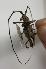 Pelargoderus rubropunctatus