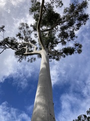 Corymbia citriodora