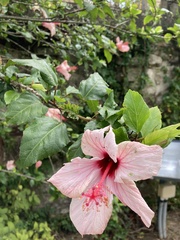 Hibiscus