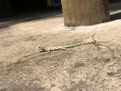 Urostrophus vautieri