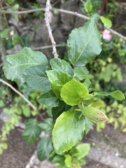 Hibiscus