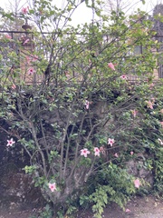 Hibiscus
