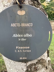 Abies alba