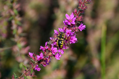 Anthidium florentinum