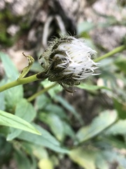 Crepis pyrenaica