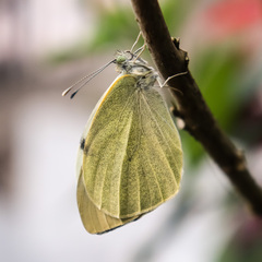 Pieris brassicae
