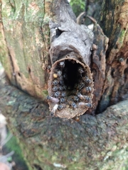 Scaptotrigona postica