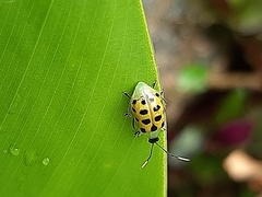 Diabrotica limitata
