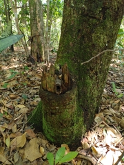 Scaptotrigona postica