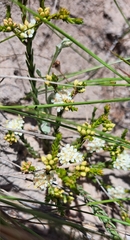 Diosma oppositifolia