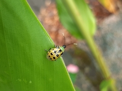 Diabrotica limitata