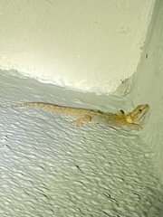 Afrogecko porphyreus