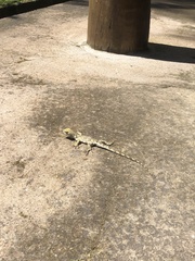 Urostrophus vautieri