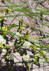 Diosma oppositifolia
