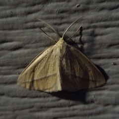 Lychnosea intermicata