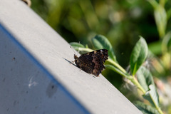 Nymphalini