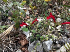 Salvia roemeriana