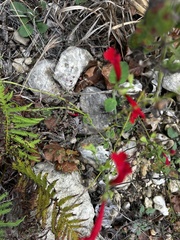 Salvia roemeriana