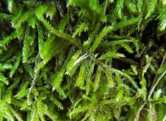 Thamnobryum alopecurum