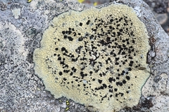 Calvitimela armeniaca