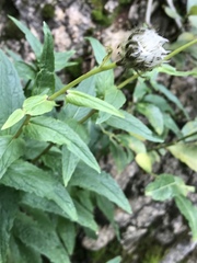 Crepis pyrenaica