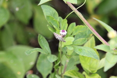 Epipagis forsythae