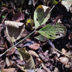 Cornus sanguinea australis