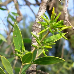 Aspidosperma quebracho-blanco