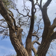 Aspidosperma quebracho-blanco