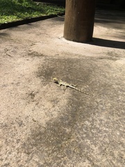 Urostrophus vautieri