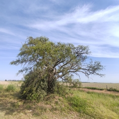 Aspidosperma quebracho-blanco