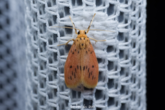 Miltochrista parallelina