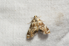 Eoparargyractis plevie