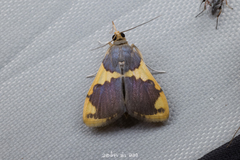Rehimena phrynealis