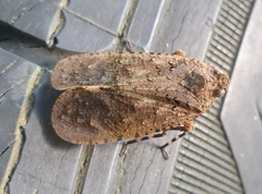 Fulgoridae