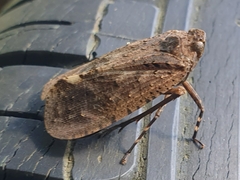 Fulgoridae