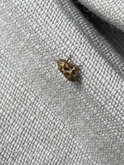 Clastoptera obtusa