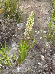 Spatalla racemosa