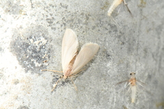 Acentria ephemerella
