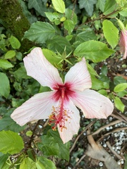 Hibiscus
