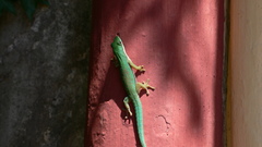 Phelsuma lineata