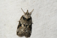Nycteola