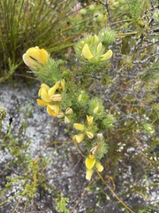 Aspalathus aspalathoides