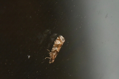 Zeiraphera canadensis