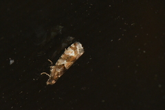 Zeiraphera canadensis