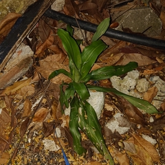 Dracaena fragrans